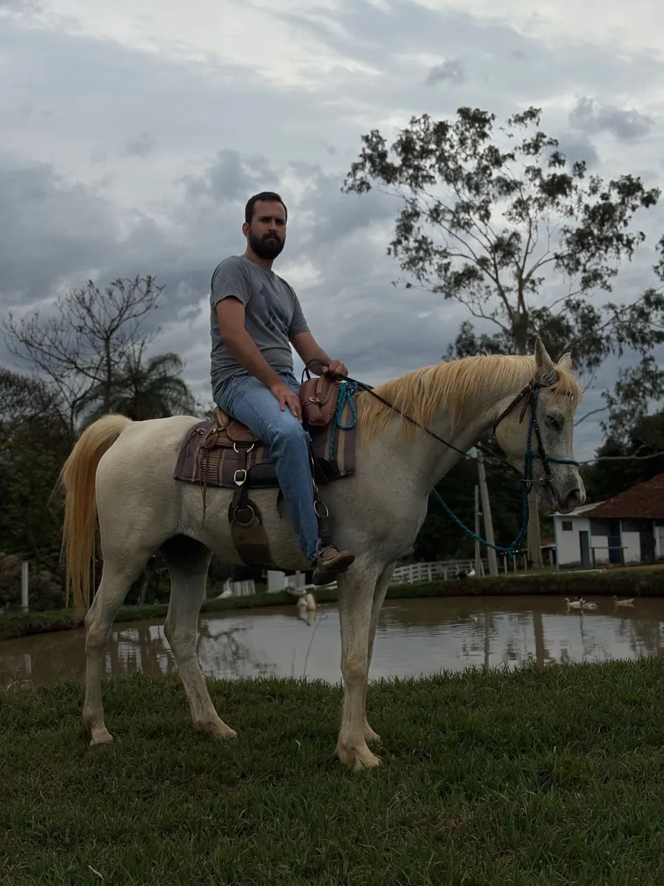 Cavalo meio sangue árabe - Foto 4