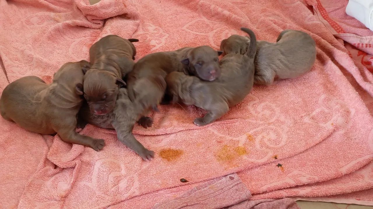 Pitbulls disponíveis  - Foto 2