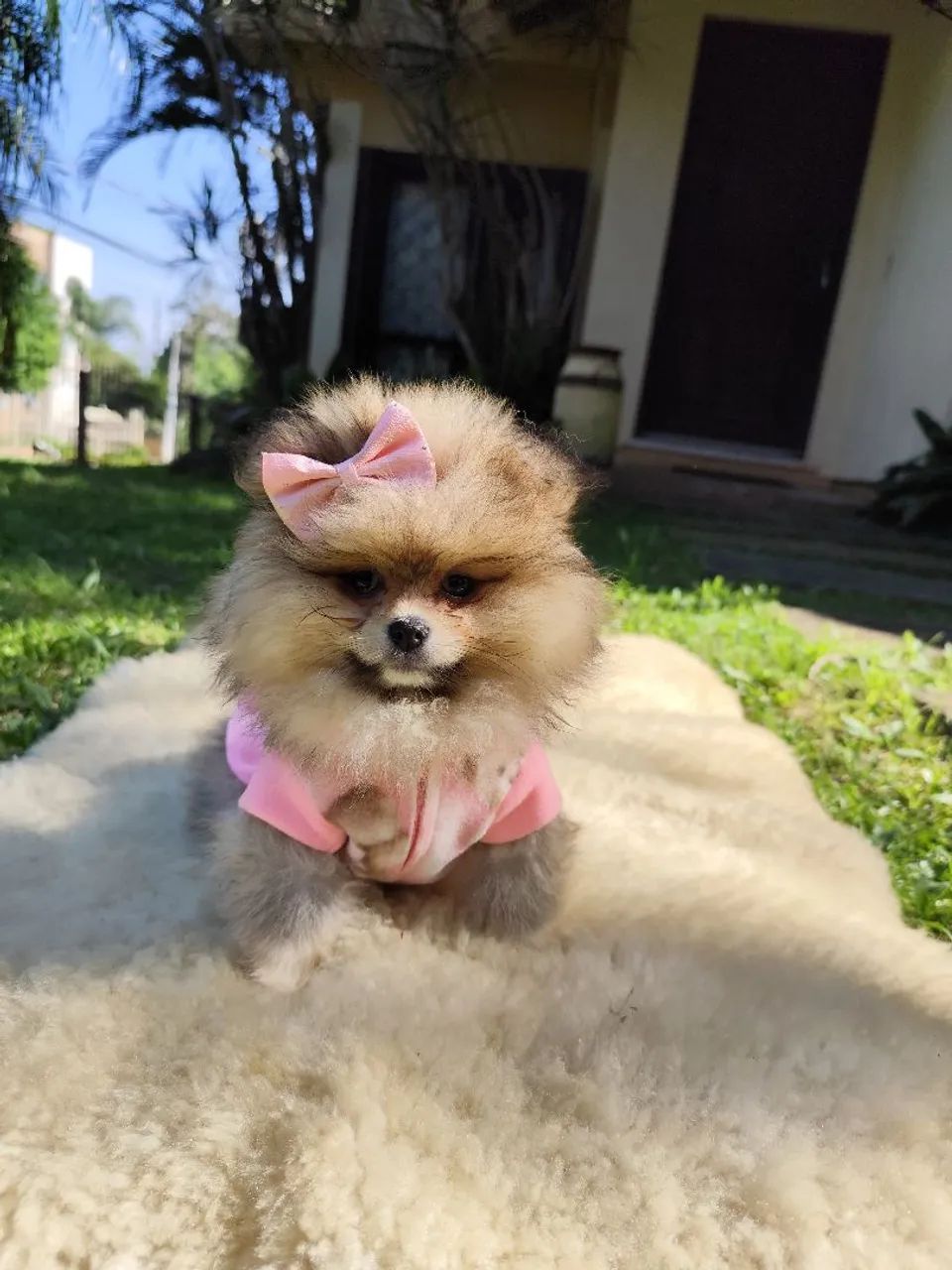 Lulu da Pomerânia fêmea  - Foto 2