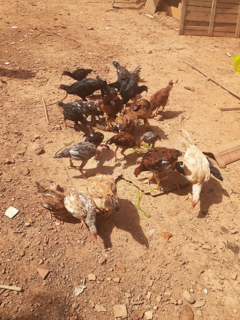 Franguinhos caipira - Foto 2