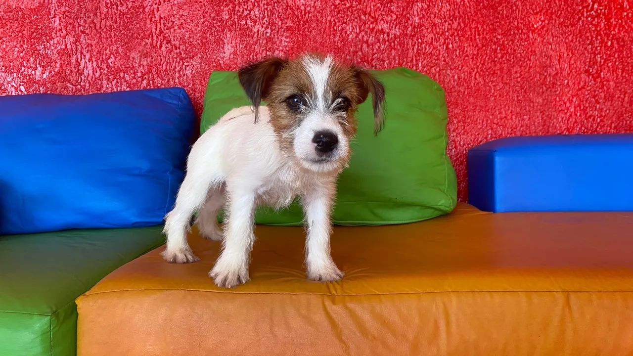 Jack Russell terrier 
