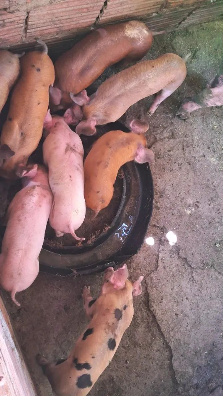 Leitoes duroc/ largewit  - Foto 2