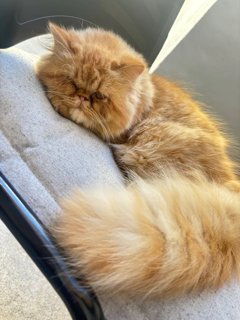 Gata persa  - Foto 2