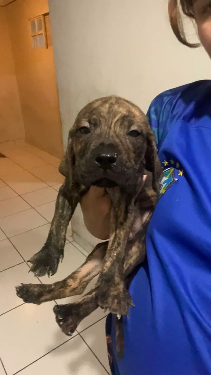 Fila Brasileiro - Foto 2