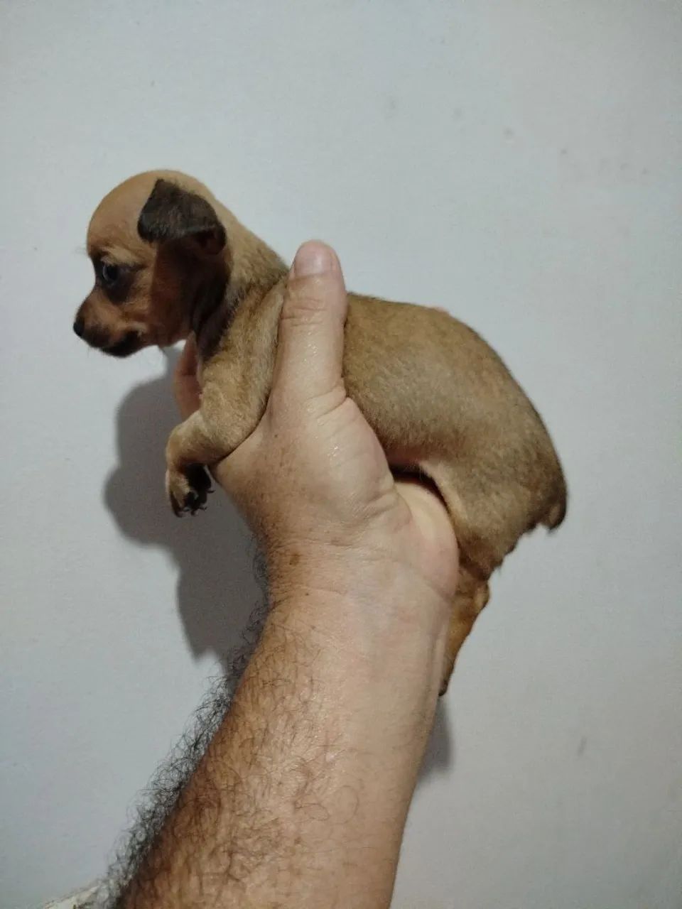 Pinscher macho  - Foto 4