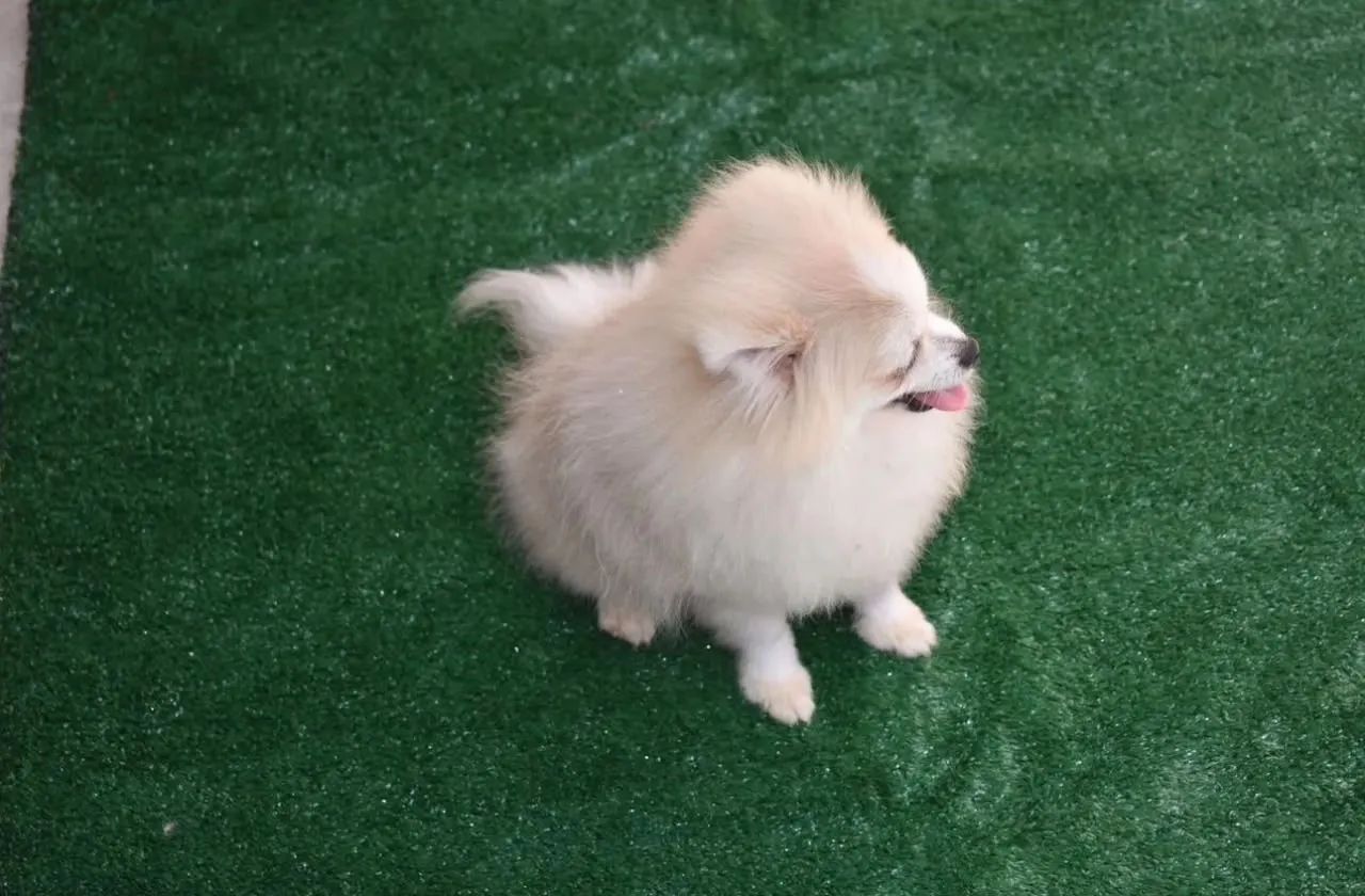 Cachorro para doação  - Foto 3