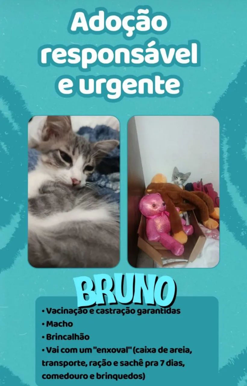    ADOÇÃO RESPONSÁVEL  - Foto 2