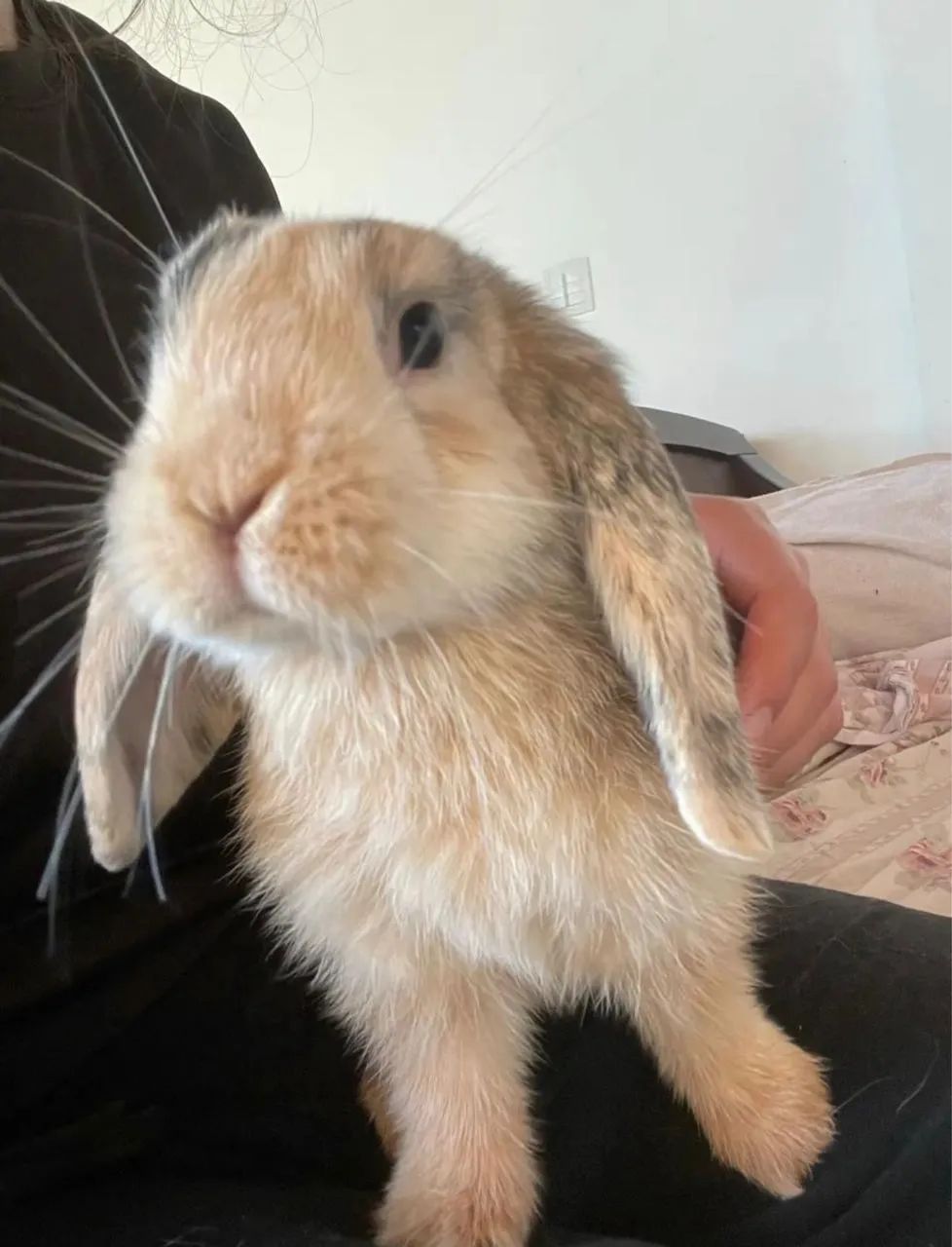 Coelho mini lop macho 7 meses
