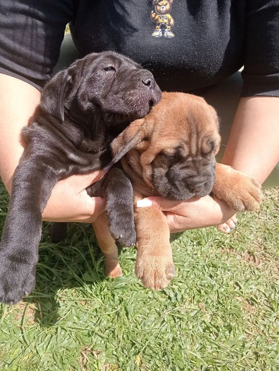 Cane corso  - Foto 2
