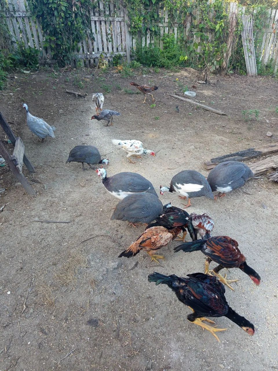 Animais  - Foto 2