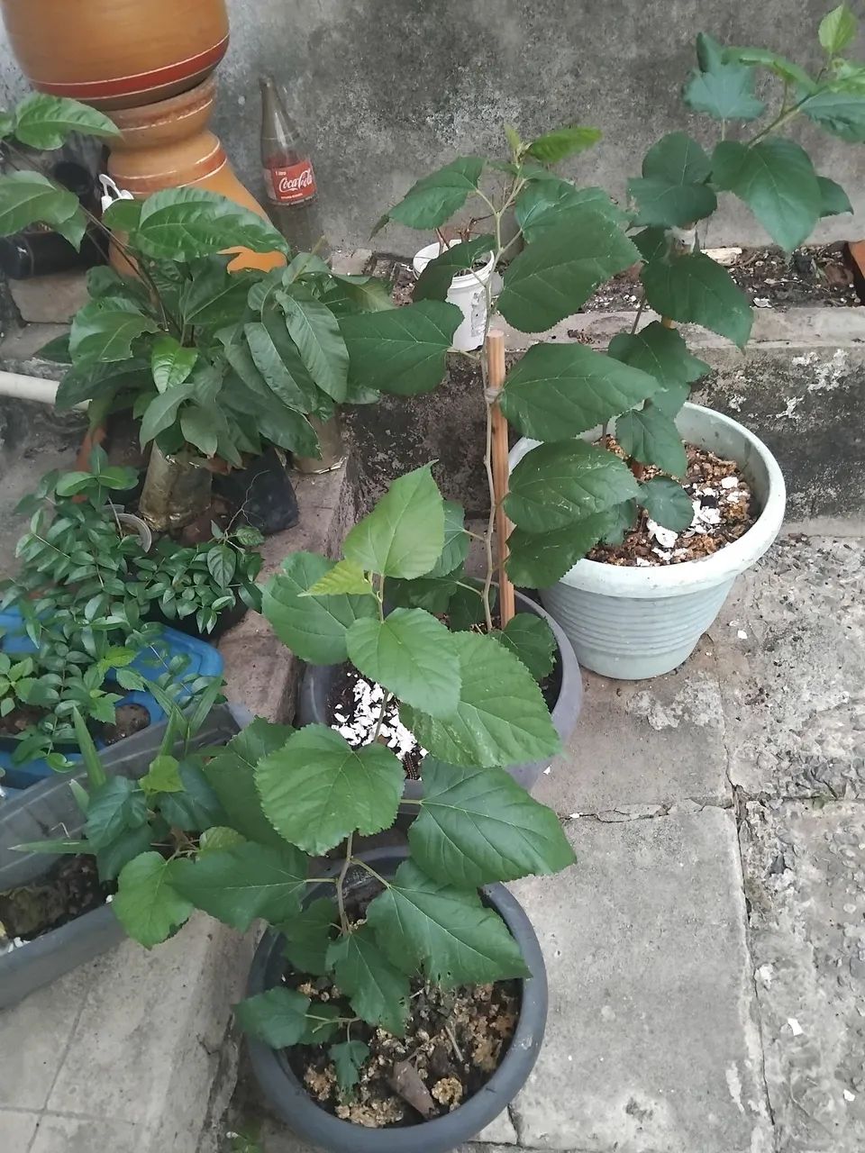 MUDAS DE FRUTIFERAS - Foto 4
