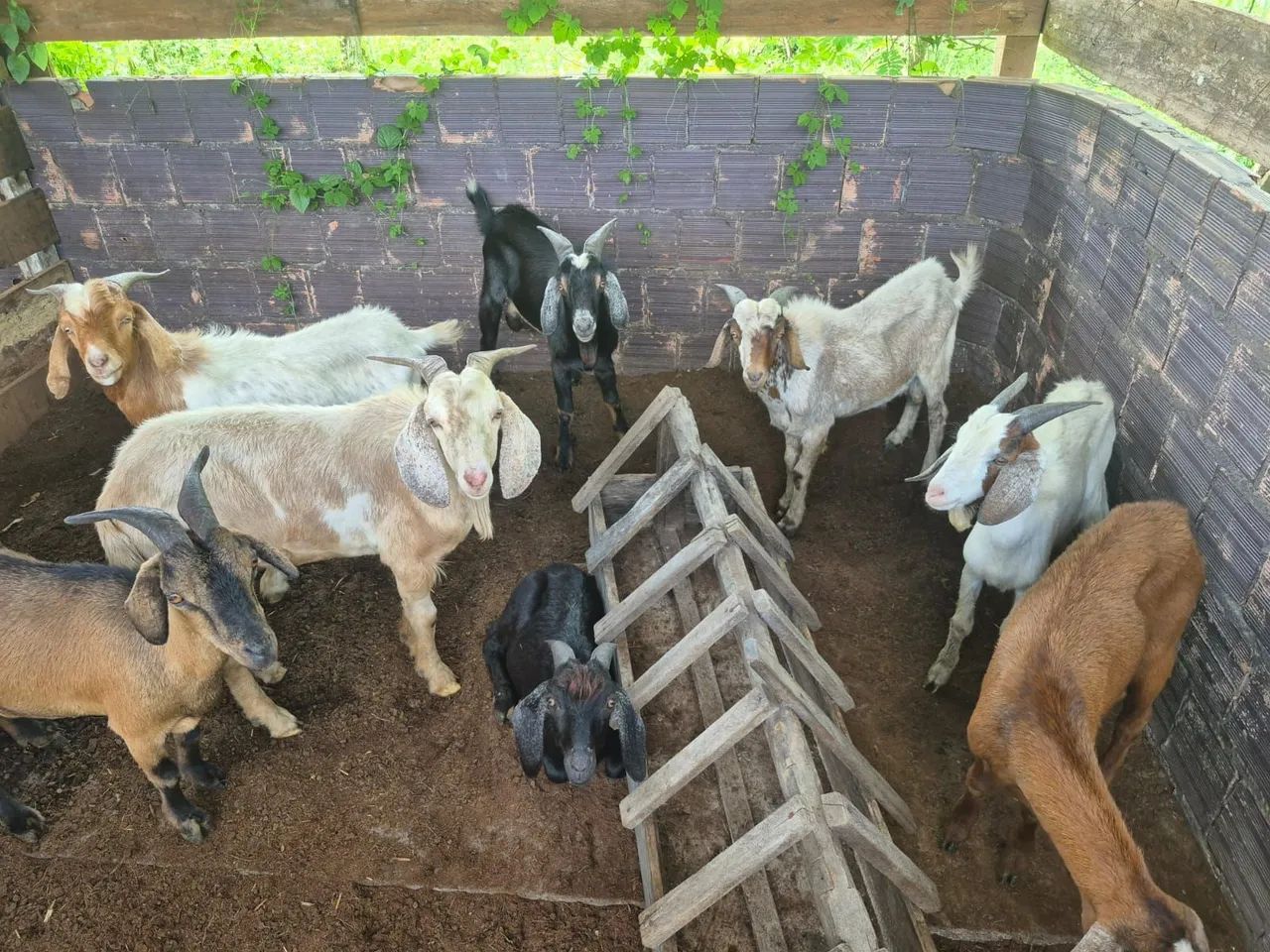 Cabras e bodes
