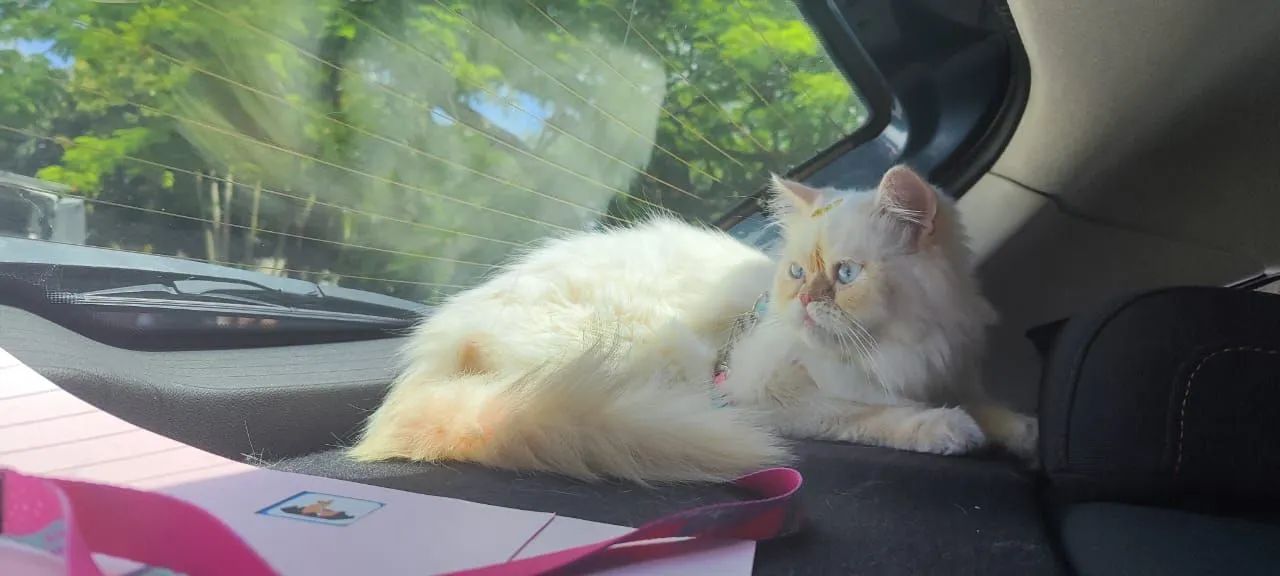 Procuro Gato Persa macho para cruza