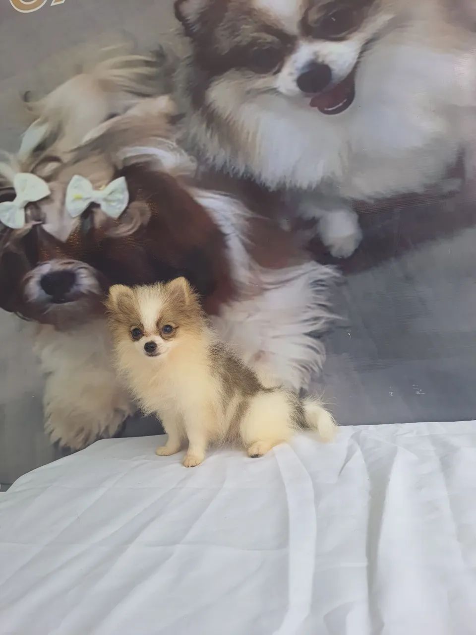 Spitz alemão  - Foto 4