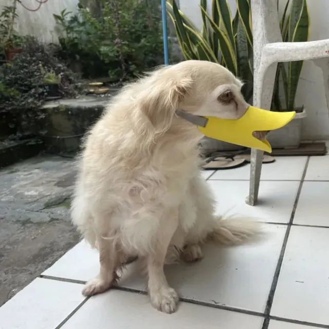 Focinheira Bico De Pato Silicone Cachorro - Foto 2