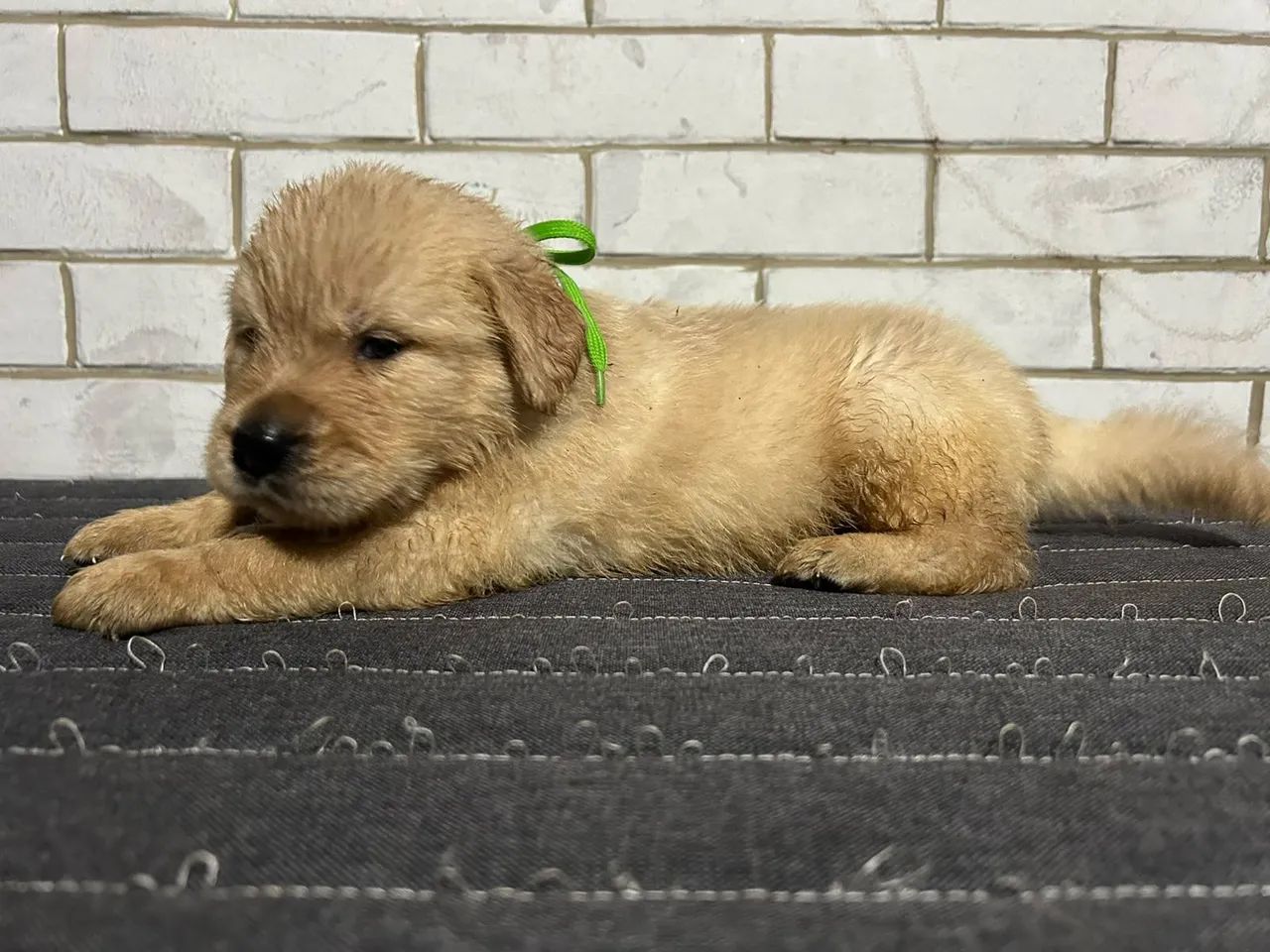 Golden  - Foto 3