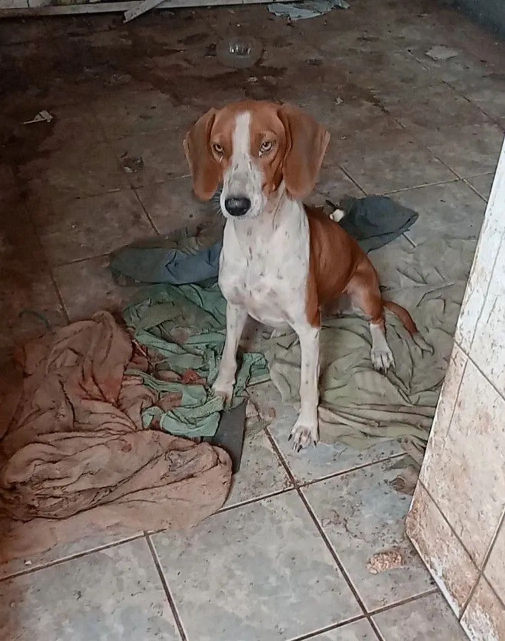 Cachorro  - Foto 3