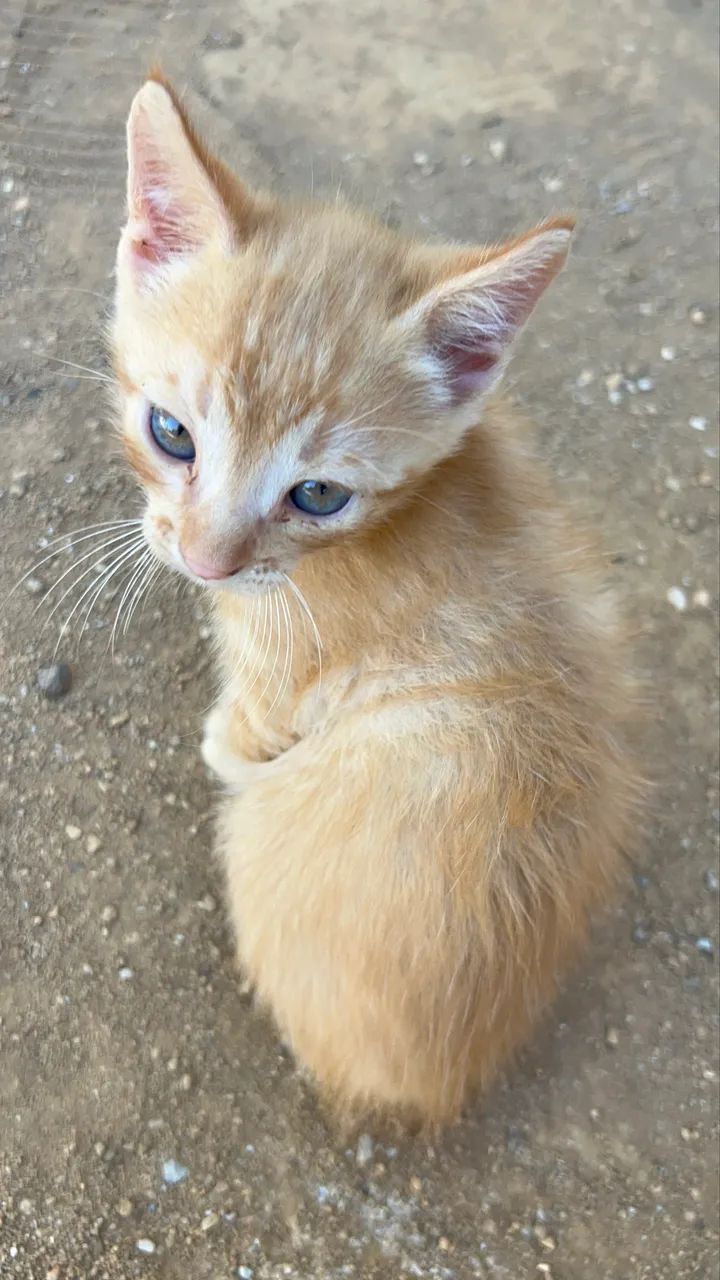 Gato - Foto 2