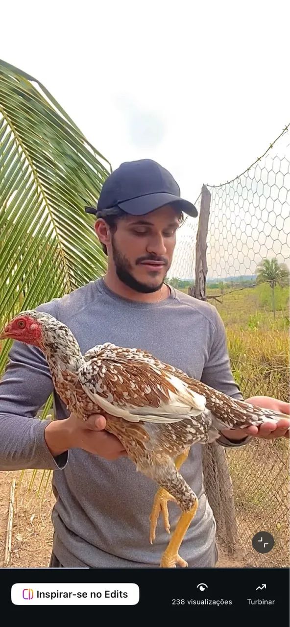 Pintinhos Índio Mura Brasileiro  - Foto 2