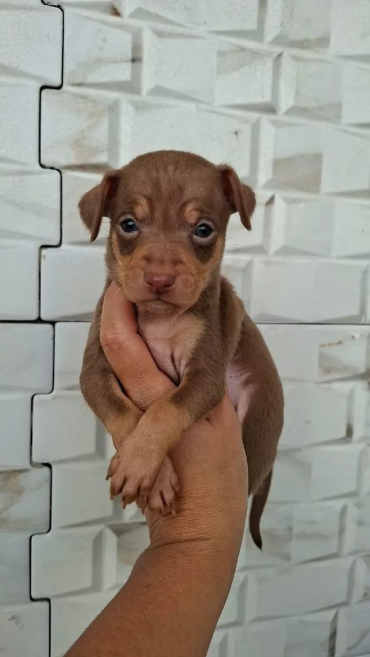 Pincher macho chocolate  - Foto 3