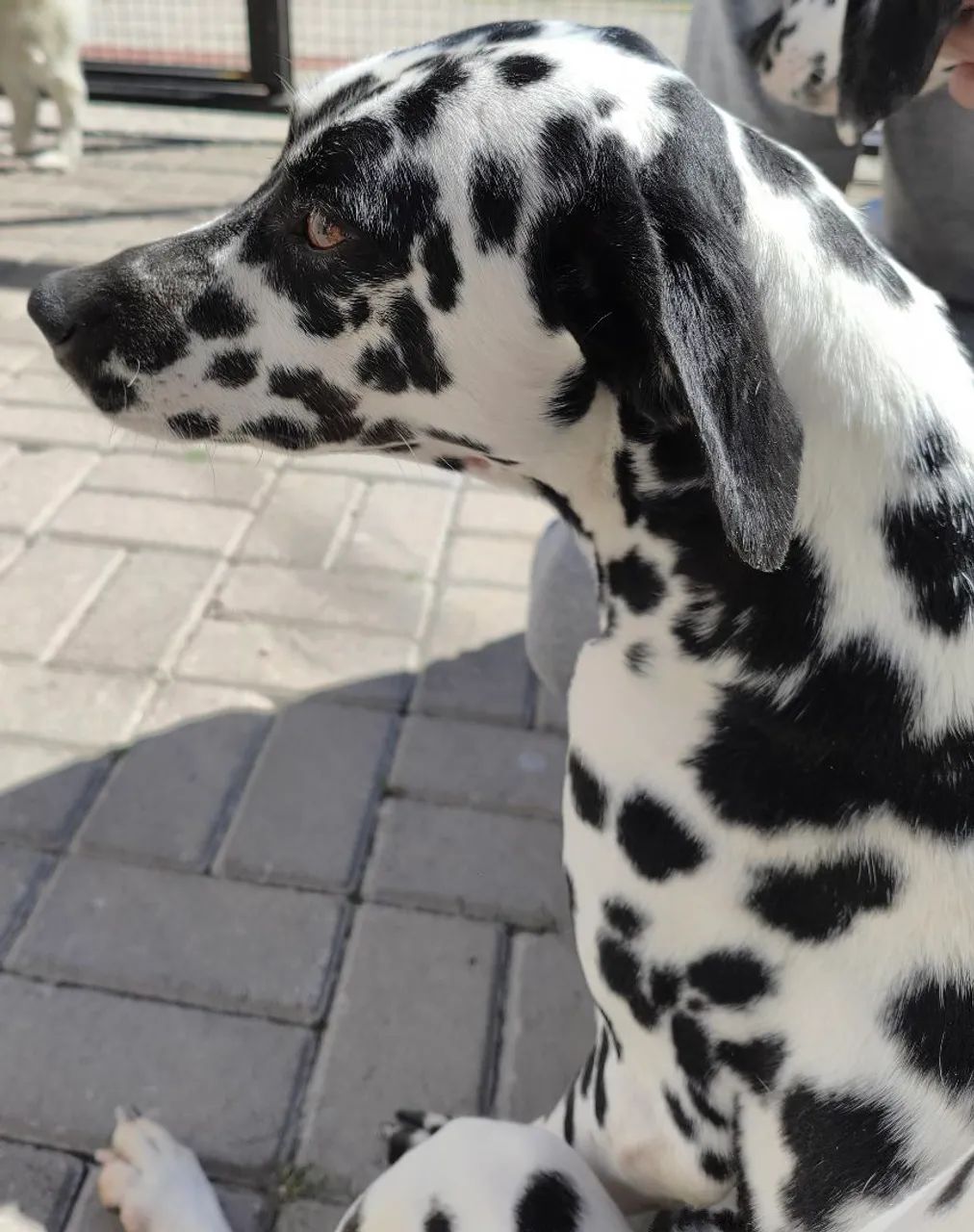 Dalmata - Foto 4