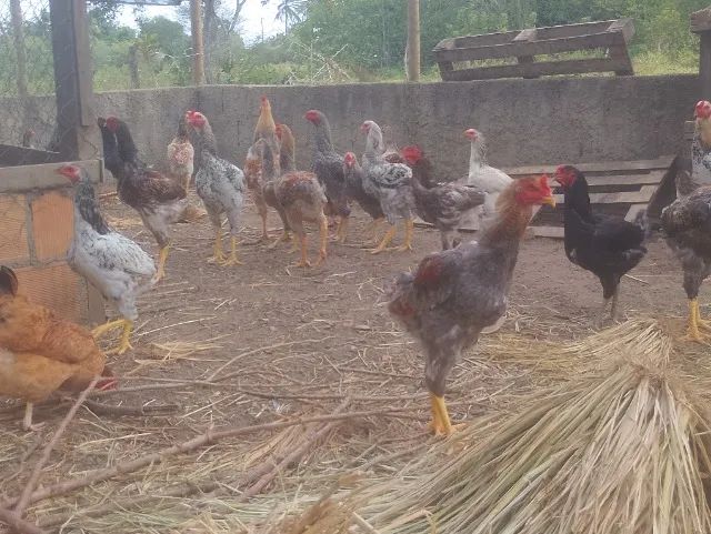 Frango de quintal  - Foto 4
