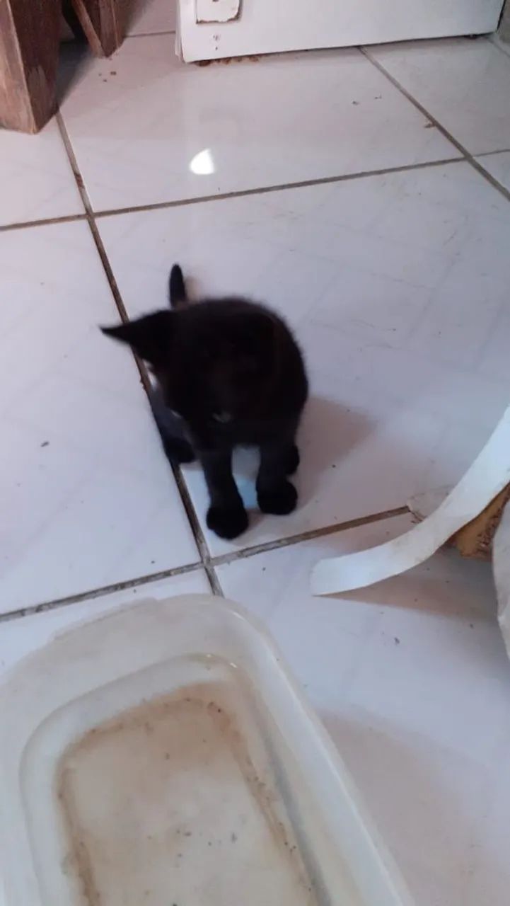 Gatinhos para adoção responsável! - Foto 3