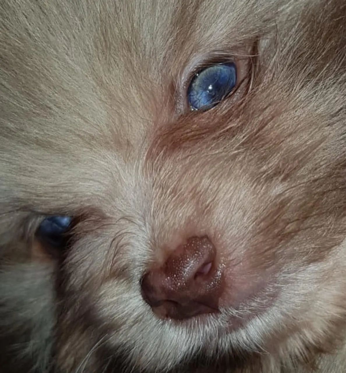 Lulu da pomerania beaver  - Foto 3