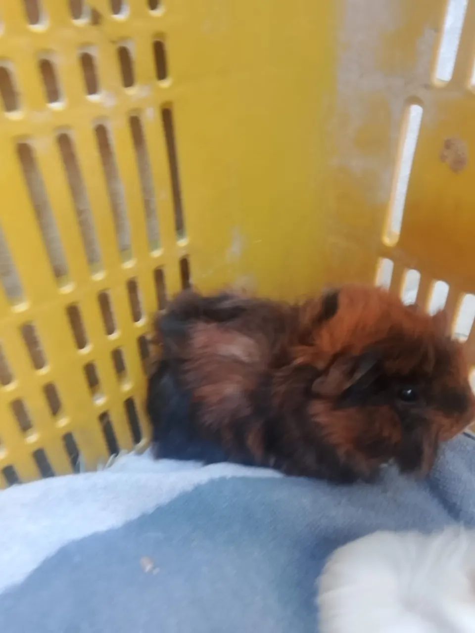 Porquinho da india peruano