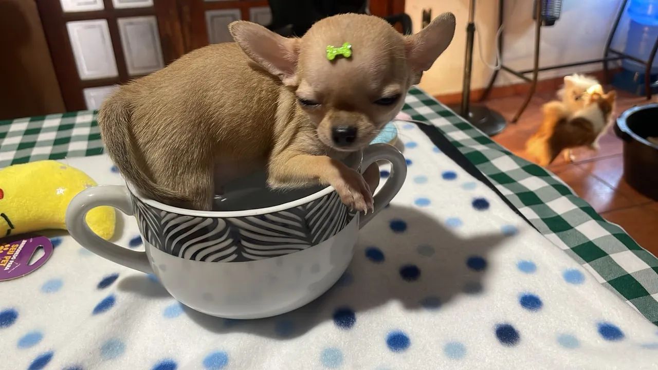Chihuahua com pedigree - Foto 5