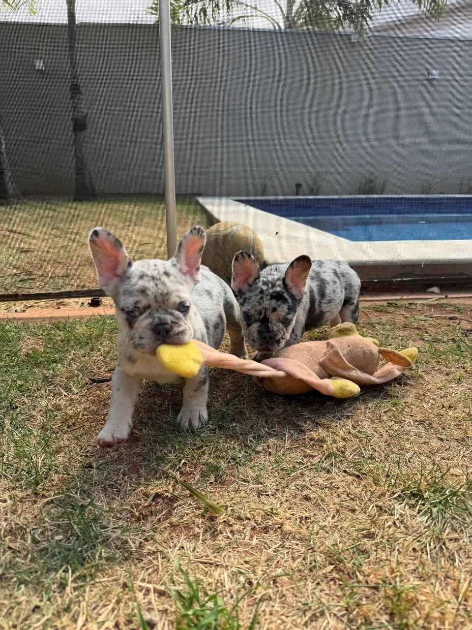 Buldogue Francês  - Foto 5