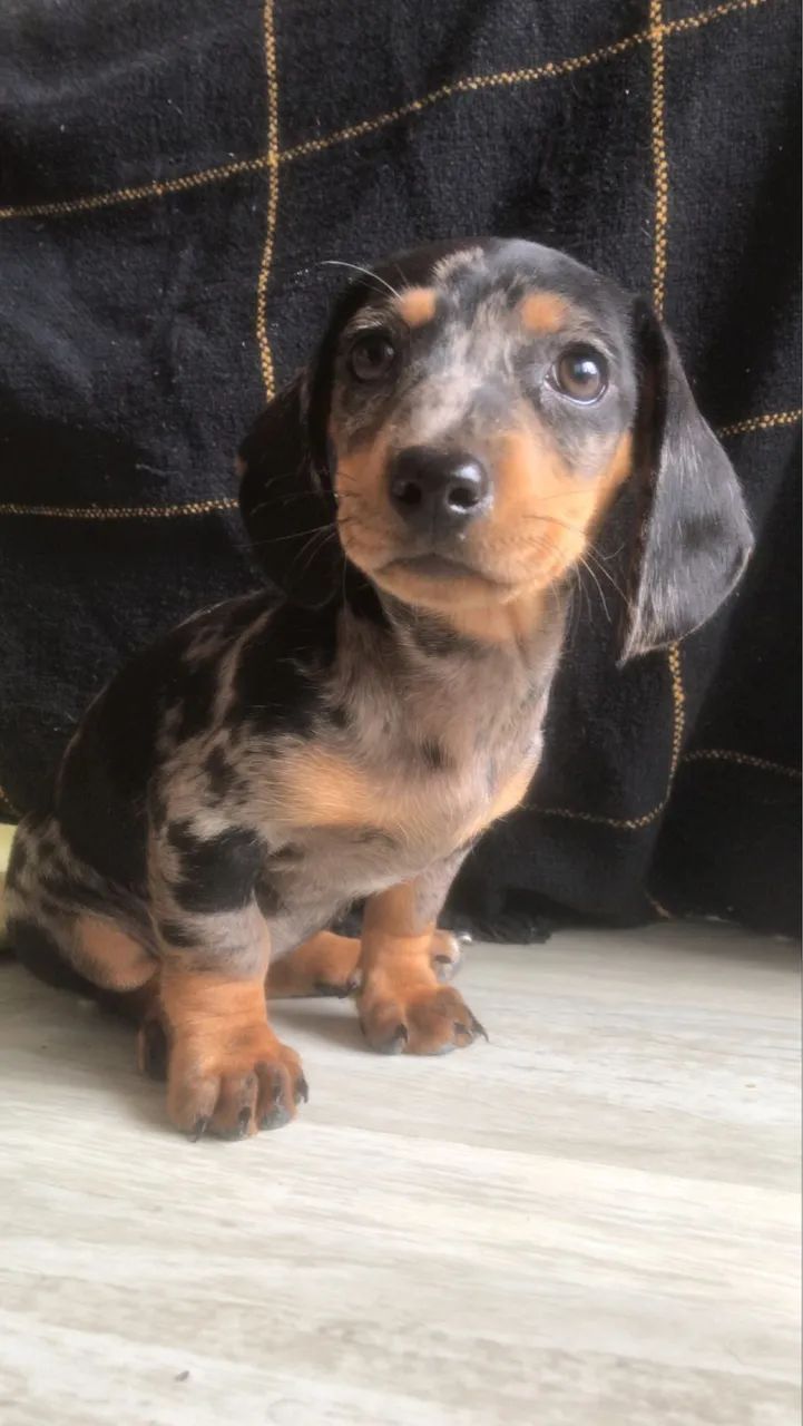 Filhotes de dachshund salsichinha