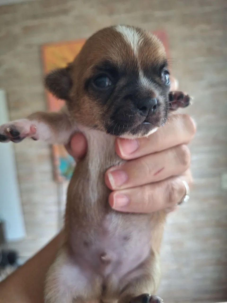 Pet. - Foto 3