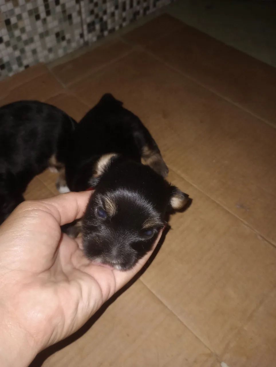 Cachorro yorkshire  - Foto 3