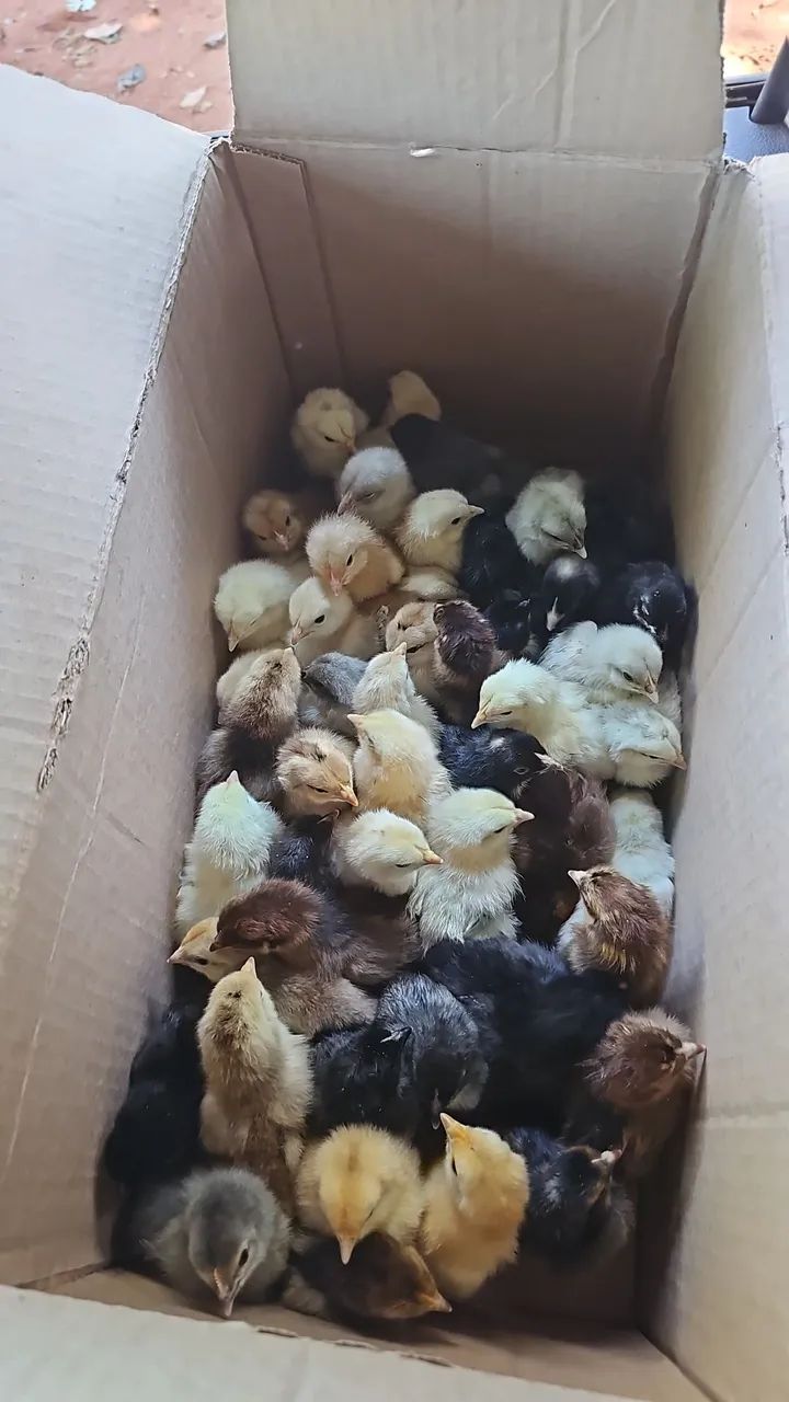Pintinhos caipira 