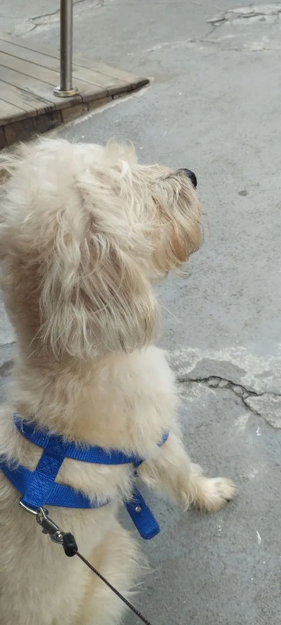 Adoção responsável  - Foto 4