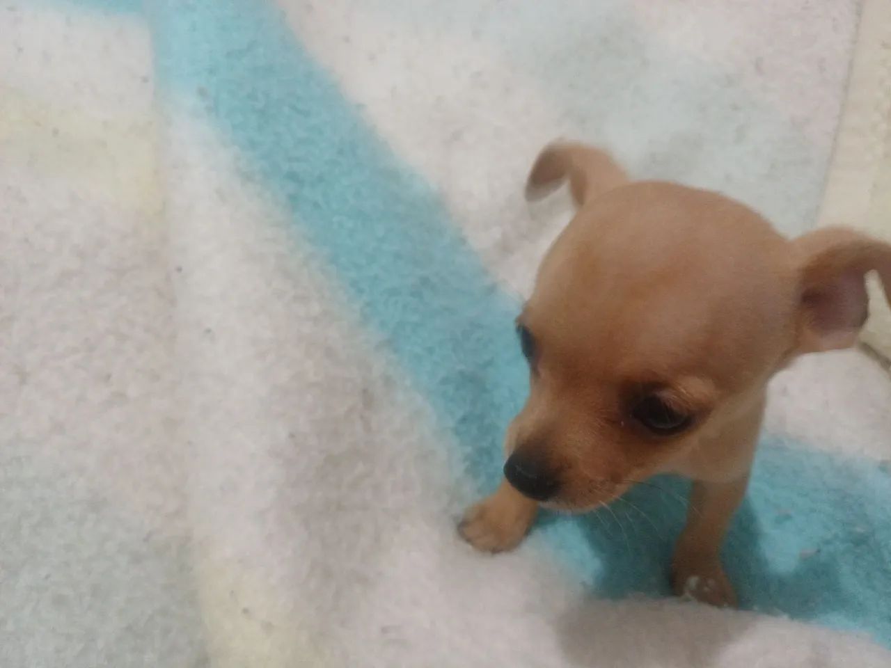 Animais de estimação   - Foto 3