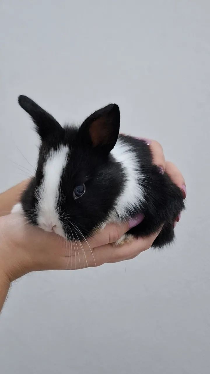 COELHOS - Foto 4