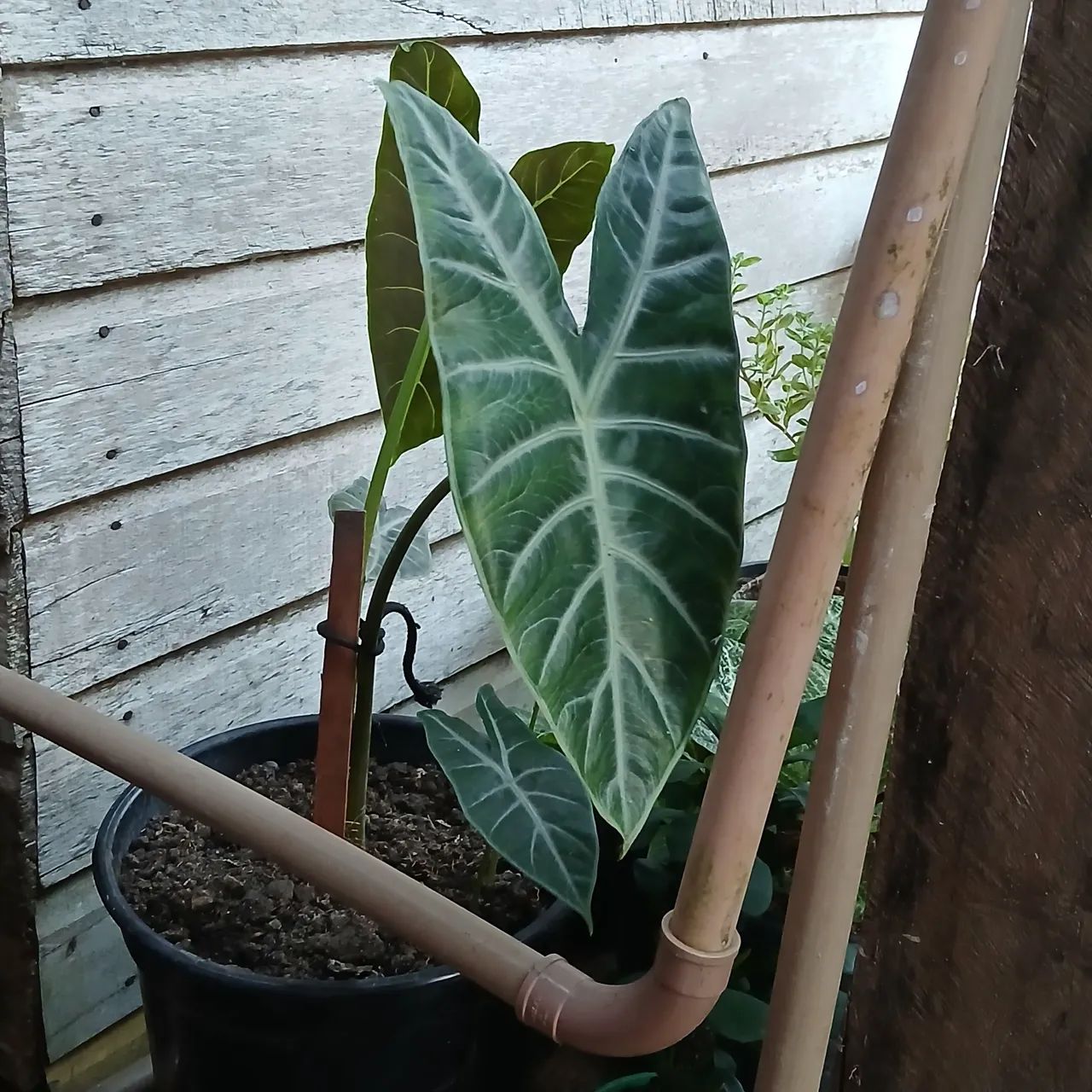 Plantas