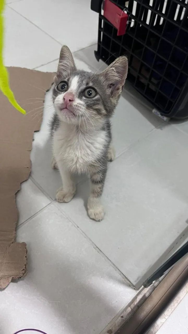 Doação gatinho bebê  - Foto 5