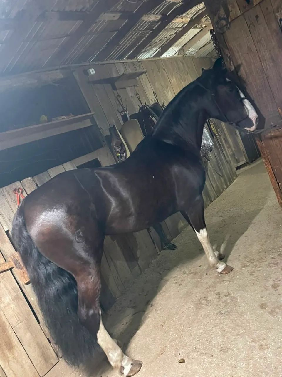 vendo Égua criola - Foto 4
