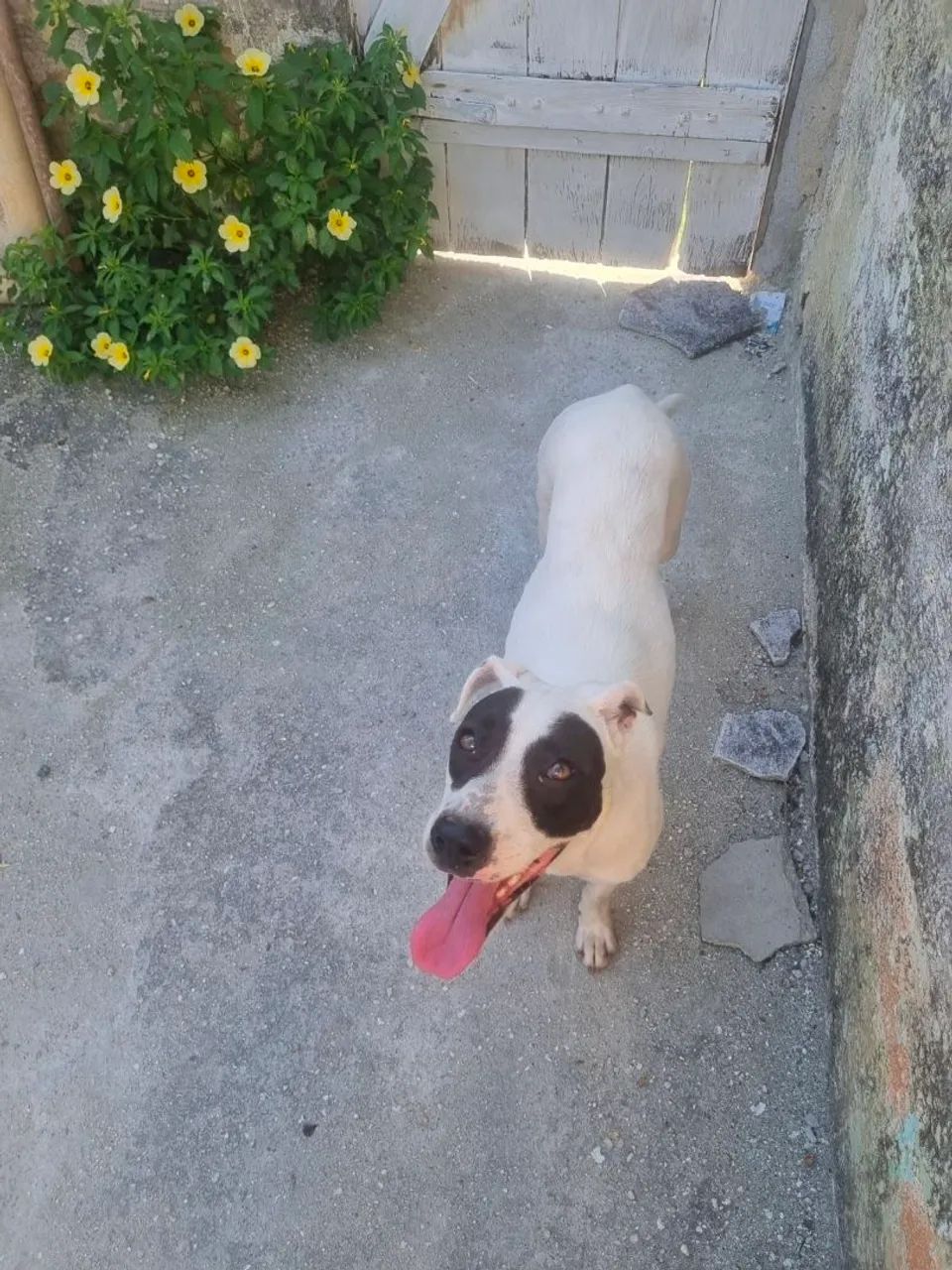 Doação responsável  - Foto 2