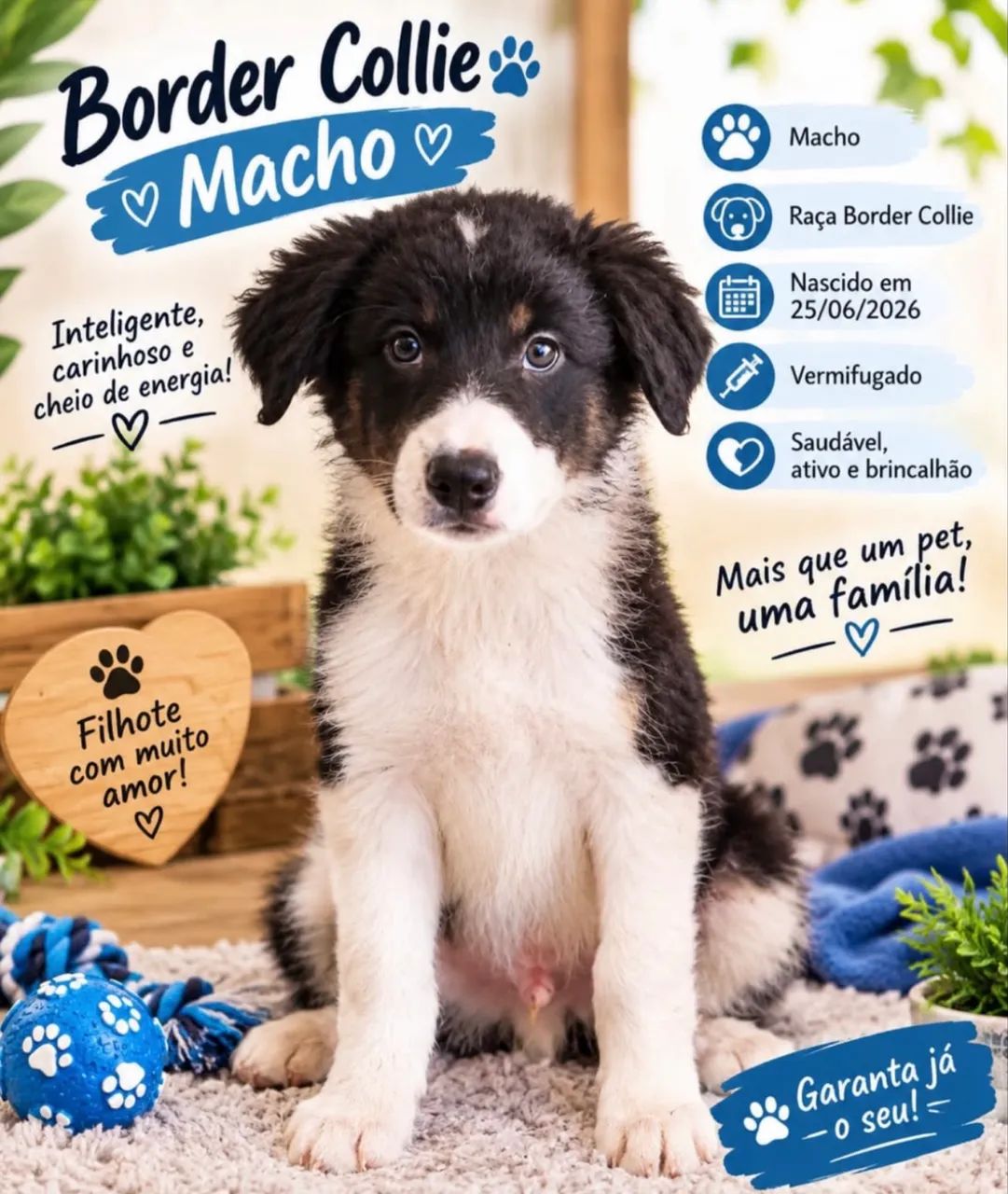 Border Collie - Foto 4