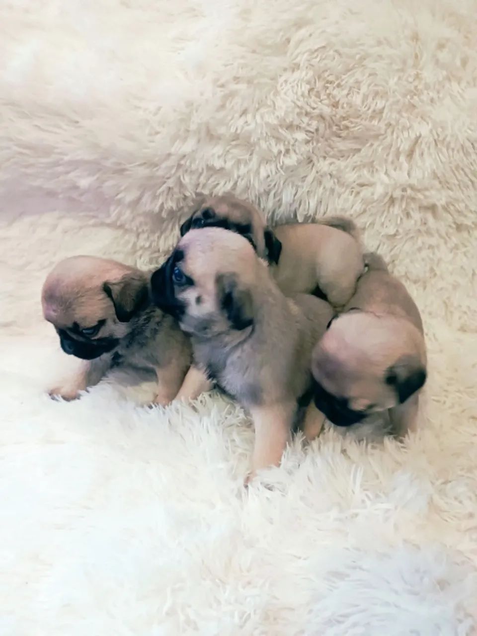 Filhotes de Pug disponíveis  - Foto 4