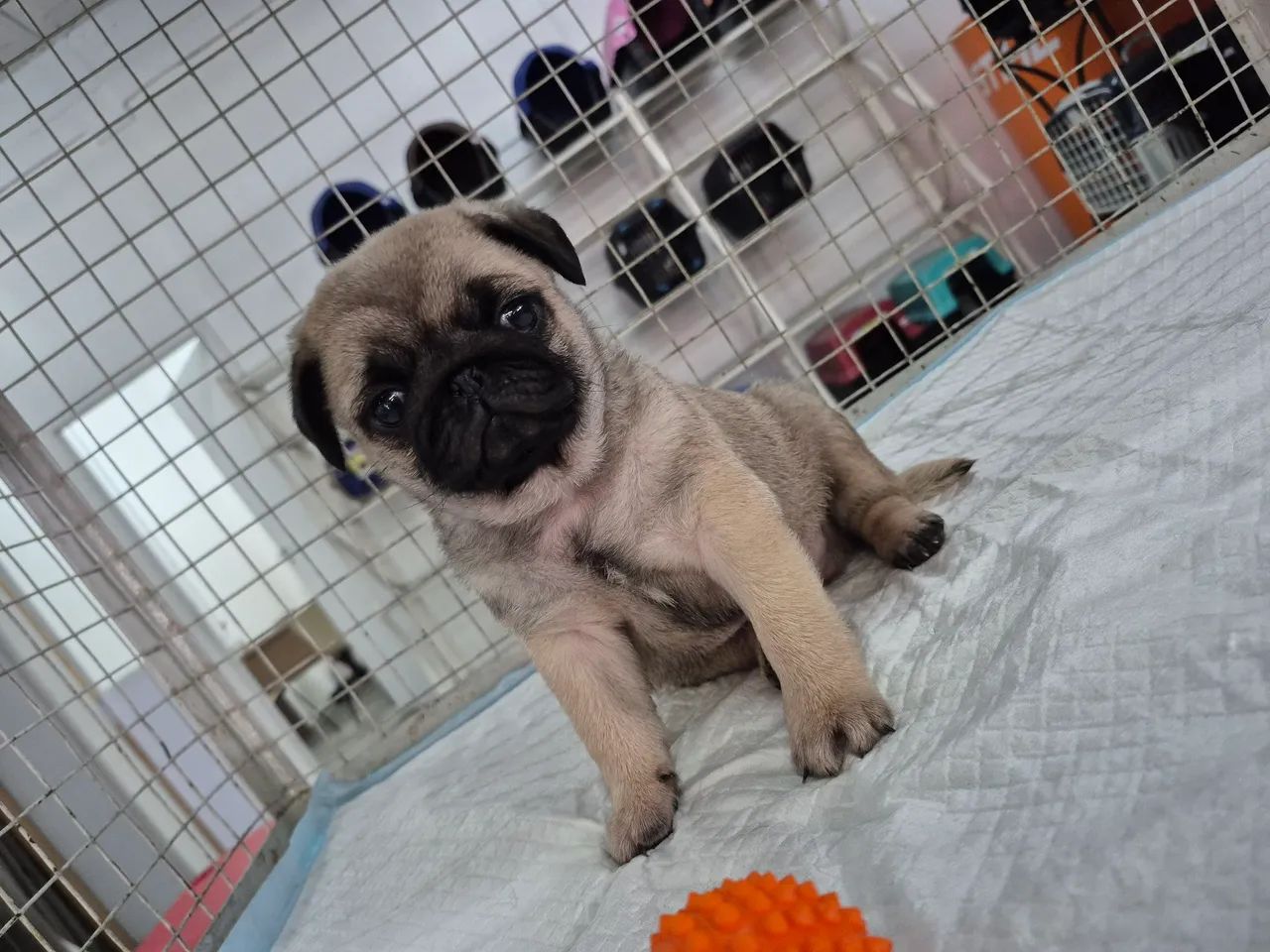 Pug - Foto 2