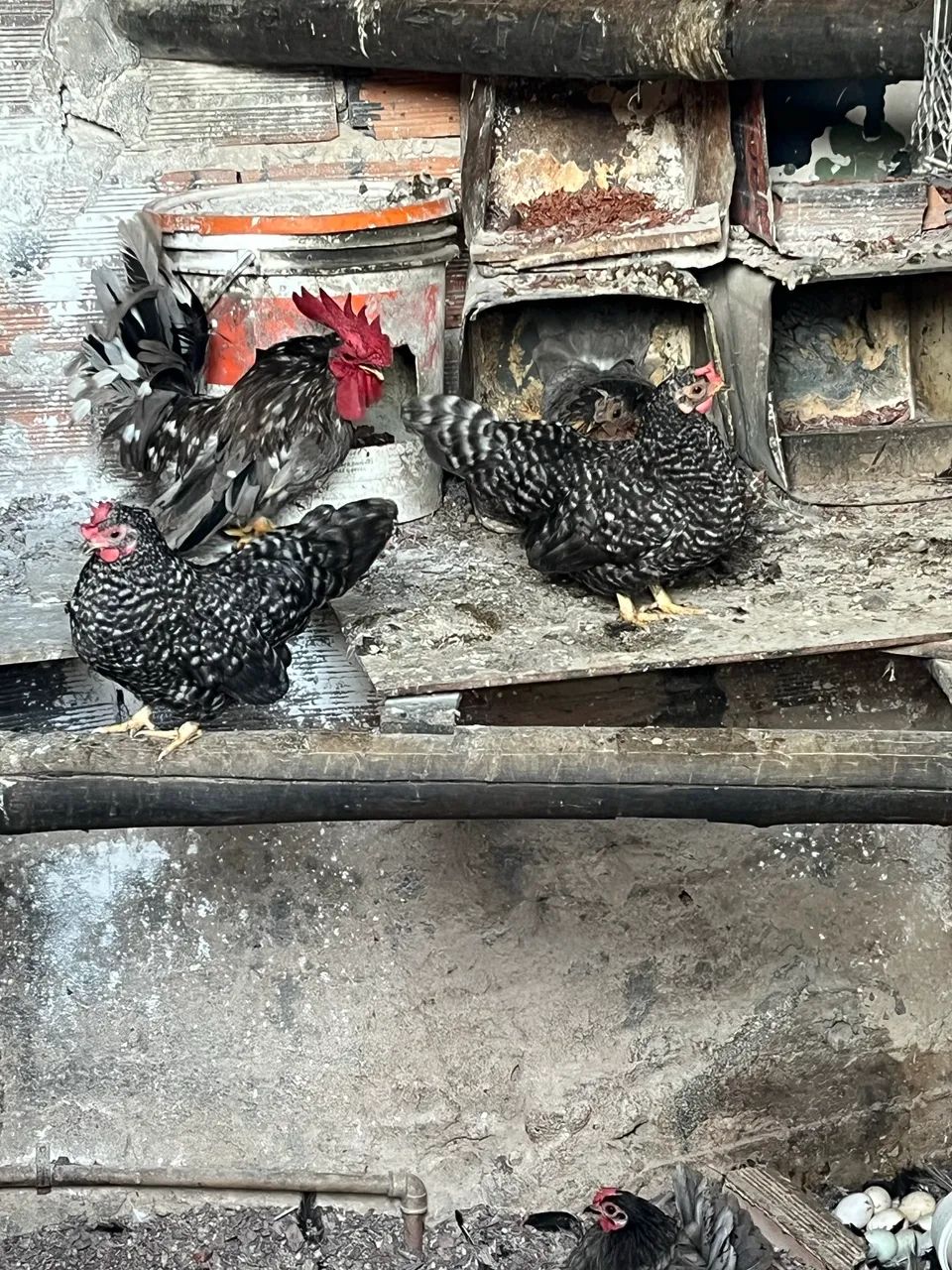 Vendo Garnizer Nagasaki e tenho comum  - Foto 3