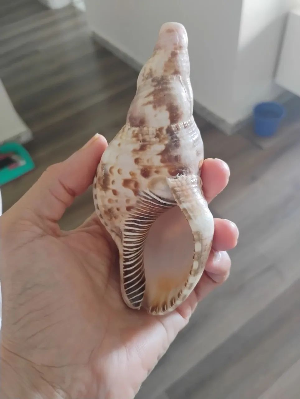 Concha do mar - Foto 2