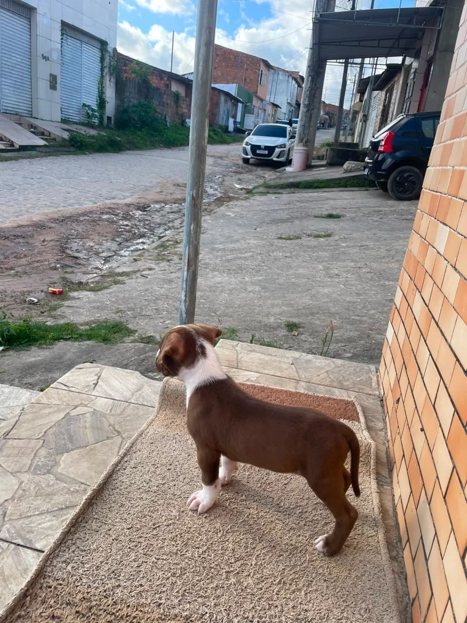 Filhote de pitbull 