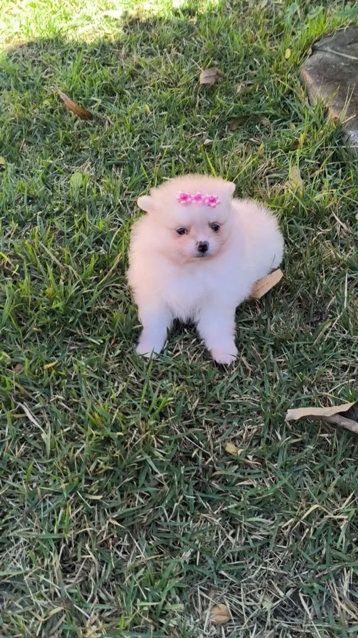 Spitz alemão  - Foto 3