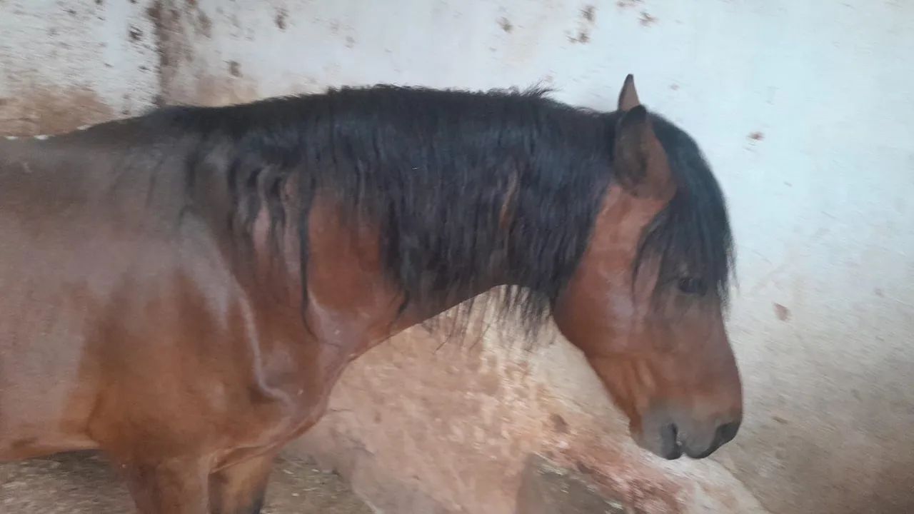 Cavalo Mangalarga Machador  - Foto 5